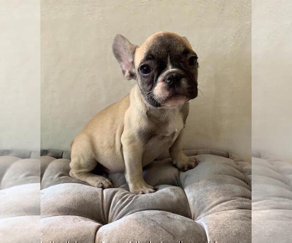 Medium Photo #5 French Bulldog Puppy For Sale in CHARLESTON, SC, USA