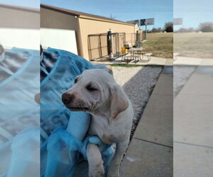 Labrador Retriever-Unknown Mix Dogs for adoption in Bolivar, MO, USA