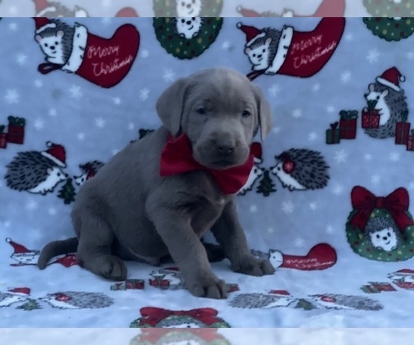 Medium Photo #3 Labrador Retriever Puppy For Sale in LANCASTER, PA, USA