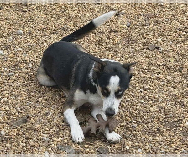 Medium Photo #2 Siberian Husky-Unknown Mix Puppy For Sale in Anniston, AL, USA