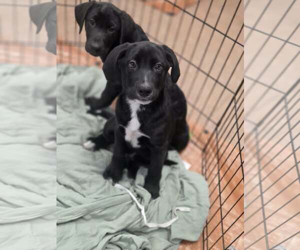 Medium Photo #1 Labrador Retriever-Unknown Mix Puppy For Sale in SHERBURNE, NY, USA