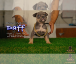Small #2 American Bully