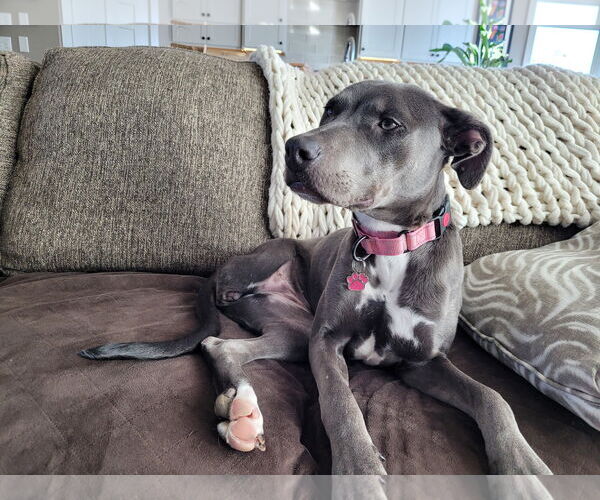 Medium Photo #4 Mutt Puppy For Sale in Coralville, IA, USA