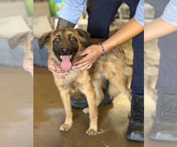 Medium Photo #2 Australian Shepherd-Unknown Mix Puppy For Sale in San Diego, CA, USA