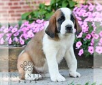 Small #1 Saint Bernard