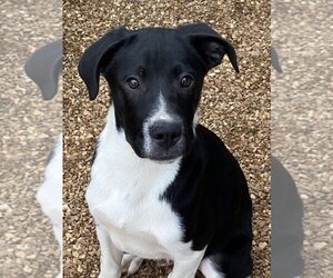 Border Collie-Unknown Mix Dogs for adoption in Bolivar, MO, USA