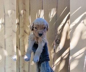 Medium Golden Retriever