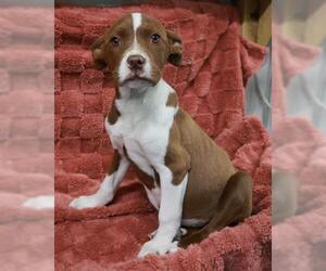 Mutt Dogs for adoption in Thief River Falls, MN, USA