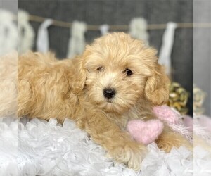 Maltipoo Puppy for sale in SAN FRANCISCO, CA, USA