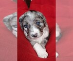 Small Photo #5 Aussiedoodle Puppy For Sale in CHILLICOTHE, OH, USA