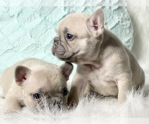 French Bulldog Puppy for Sale in PLANO, Texas USA