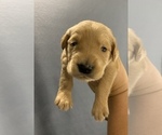 Small Photo #12 Golden Retriever Puppy For Sale in SUMMERVILLE, SC, USA