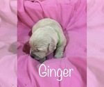 Small Photo #4 English Cream Golden Retriever Puppy For Sale in DEARBORN, MO, USA