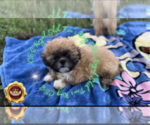 Puppy 2 Shih Tzu