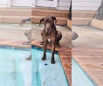 Small #3 Great Dane