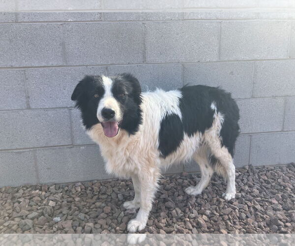 Medium Photo #3 Border Collie Puppy For Sale in Chandler, AZ, USA