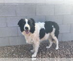 Small #2 Border Collie