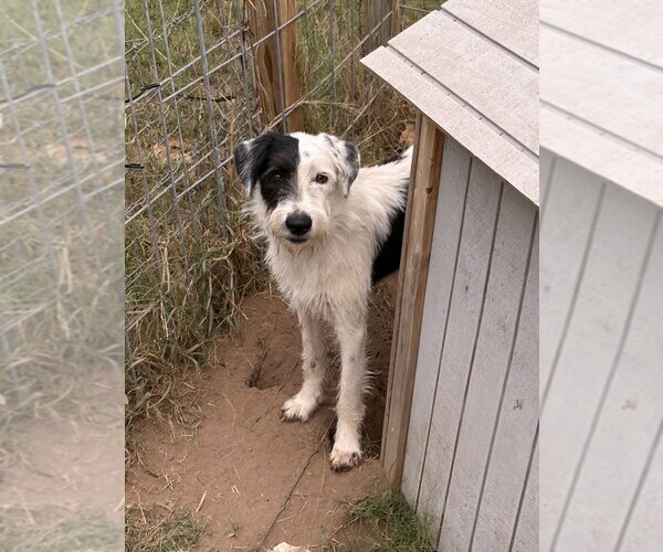 Medium Photo #1 Mutt Puppy For Sale in Vail, AZ, USA