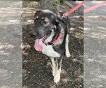 Small Anatolian Shepherd-German Shepherd Dog Mix