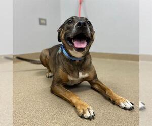German Shepherd Dog-Unknown Mix Dogs for adoption in Aurora, CO, USA