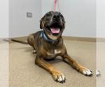 Small German Shepherd Dog Mix