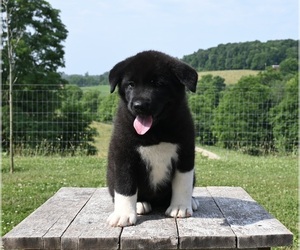 Akita Puppy for sale in MILLERSBURG, OH, USA