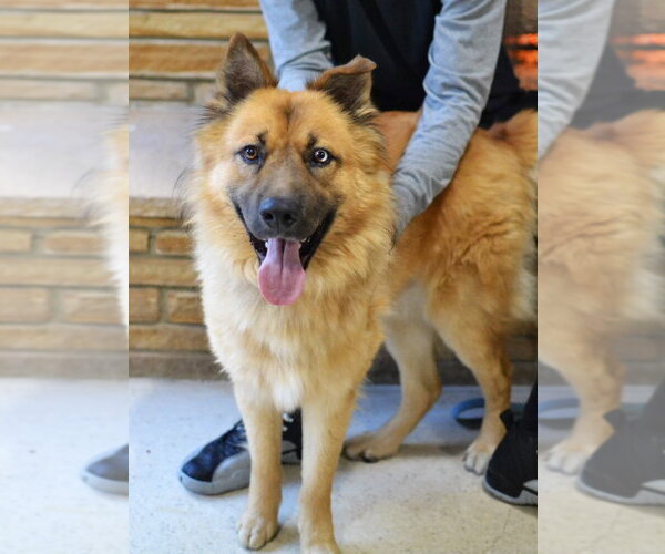 Medium Photo #1 German Shepherd Dog-Unknown Mix Puppy For Sale in Enfield, CT, USA