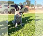 Small #3 Mutt