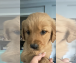 Small Photo #3 Golden Retriever Puppy For Sale in STOKESDALE, NC, USA