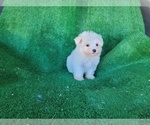 Small Photo #3 Mal-Shi Puppy For Sale in SANTA CLARITA, CA, USA