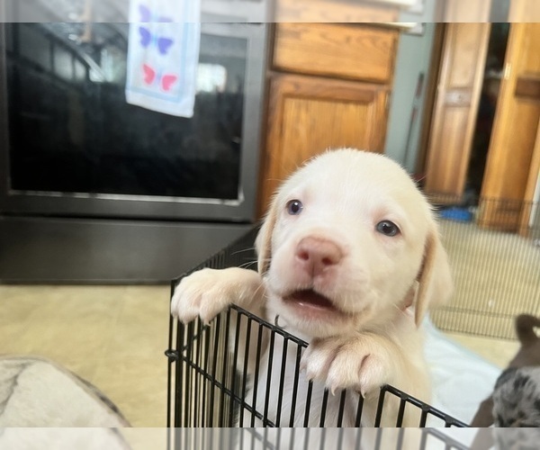 Medium Photo #2 Sheprador Puppy For Sale in BROOKLINE, NH, USA