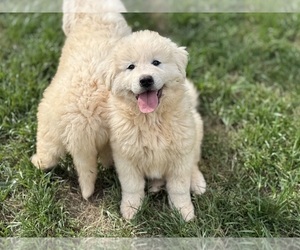 Great Pyrenees Puppy for Sale in NEWTON, North Carolina USA