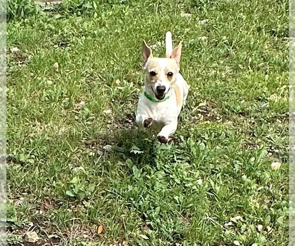 Medium Photo #2 Cheagle Puppy For Sale in Oak Bluffs, MA, USA