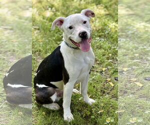 American Pit Bull Terrier-Unknown Mix Dogs for adoption in Spring Lake, NJ, USA