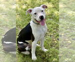 Small American Pit Bull Terrier Mix