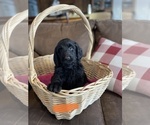 Small Photo #8 Goldendoodle Puppy For Sale in LOGAN, UT, USA