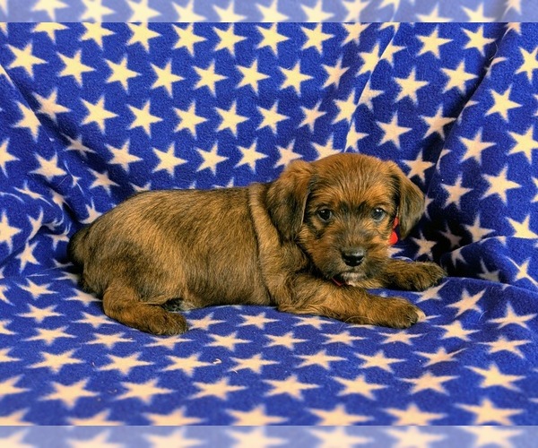 Medium Photo #4 Wapoo Puppy For Sale in NOTTINGHAM, PA, USA