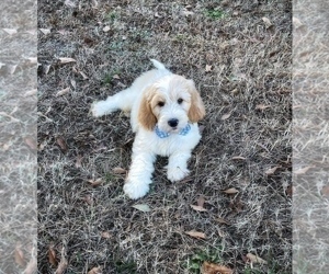 Goldendoodle Puppy for Sale in CHESNEE, South Carolina USA
