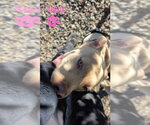 Small #3 American Pit Bull Terrier Mix
