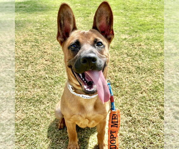 Medium Photo #1 Mutt Puppy For Sale in San Juan Capistrano, CA, USA