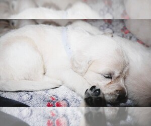 English Cream Golden Retriever Puppy for Sale in LANCASTER, Wisconsin USA