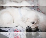 Small English Cream Golden Retriever