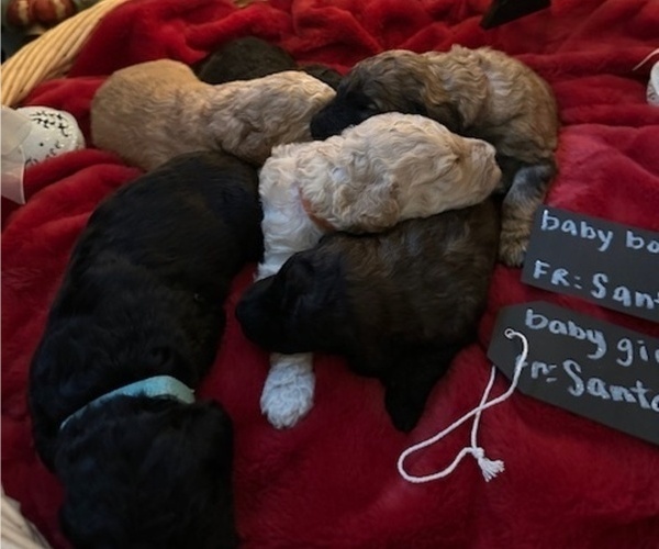 Medium Photo #1 Double Doodle Puppy For Sale in HAMILTON, OH, USA