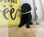 Small #9 Goldendoodle