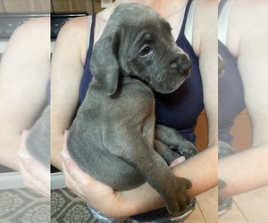 Great Dane Puppy for sale in CORNING, OH, USA