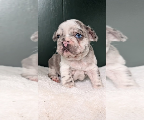 Medium Photo #9 French Bulldog Puppy For Sale in GOSHEN, IN, USA