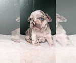 Small #8 French Bulldog