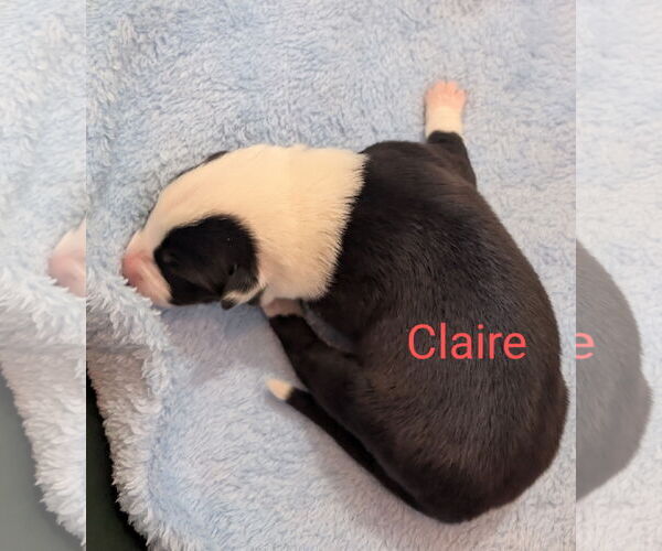 Medium Photo #2 Border Collie-Unknown Mix Puppy For Sale in Chinook, MT, USA