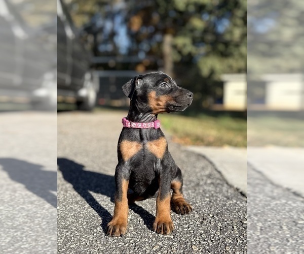 Medium Photo #13 Doberman Pinscher Puppy For Sale in NEWTON, NC, USA
