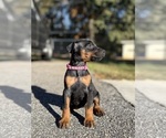 Small #12 Doberman Pinscher